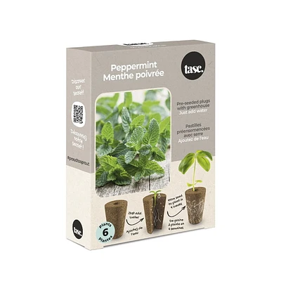 TASC  Flower Bulbes à la menthe poivrée piperita (6 plantes)