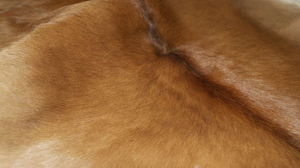 Tapis En Peau De Veau H-Natural