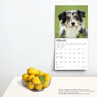 BrownTrout Australian Shepherds 2024 12x24 Inch Square Wall Calendar, 9781975457747