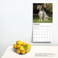 BrownTrout Chiens d'arrêt anglais 2024 Mur Carré 30.48x60.96 CM, 9781975467883