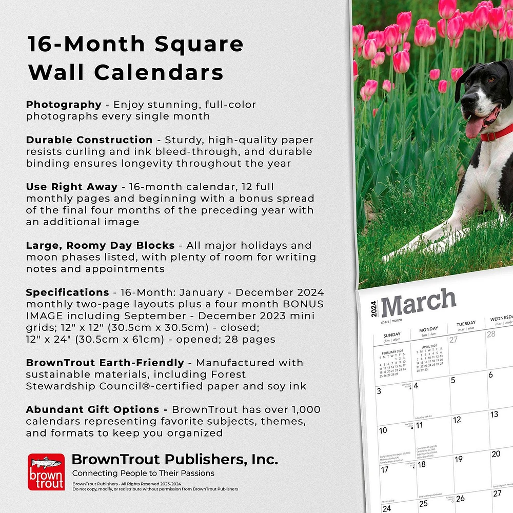 BrownTrout Great Danes 2024 12x24 Inch Square Wall Calendar, 9781975462970