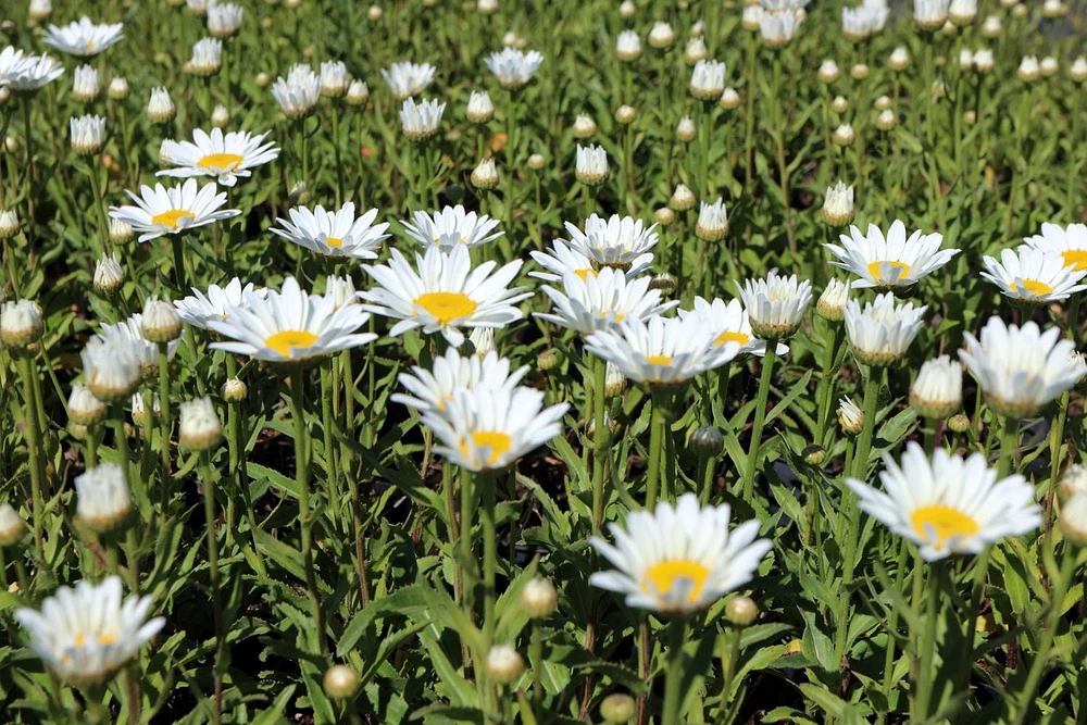 1 Gallon (3.8L) Sun Mix 6 Pack