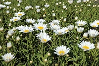 1 Gallon (3.8L) Sun Mix 6 Pack