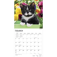 BrownTrout Tuxedo Cats 2024 12x24 Inch Square Wall Calendar, 9781975465476