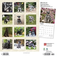 BrownTrout Miniature Schnauzers 2024 12x24 Inch Square Wall Calendar, 9781975464912