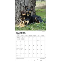 BrownTrout Australian Kelpies 2024 12x24 Inch Square Wall Calendar, 9781975457723