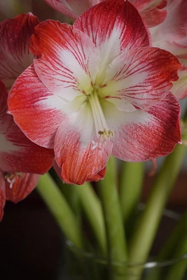 BULBES À FLEURS TASC - AMARYLLIS MINERVA - 1 BULBE