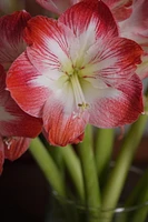 BULBES À FLEURS TASC - AMARYLLIS MINERVA - 1 BULBE