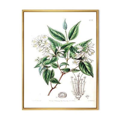 Designart Vintage Botanicals X FLOAT FRAME WALL ART