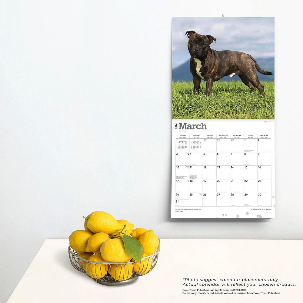 BrownTrout Staffordshire Bull Terriers 2024 12x24 Inch Square Wall Calendar, 9781975465193