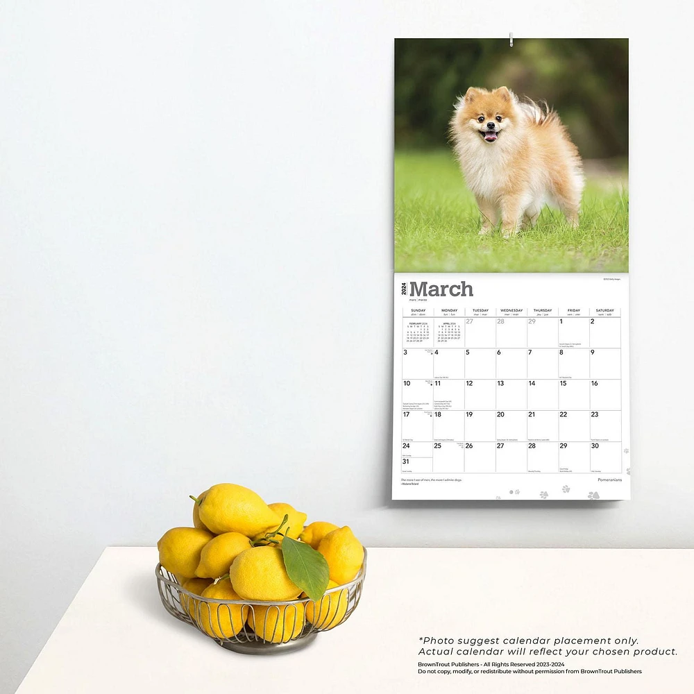 BrownTrout Pomeranians 2024 12x24 Inch Square Wall Calendar, 9781975464561