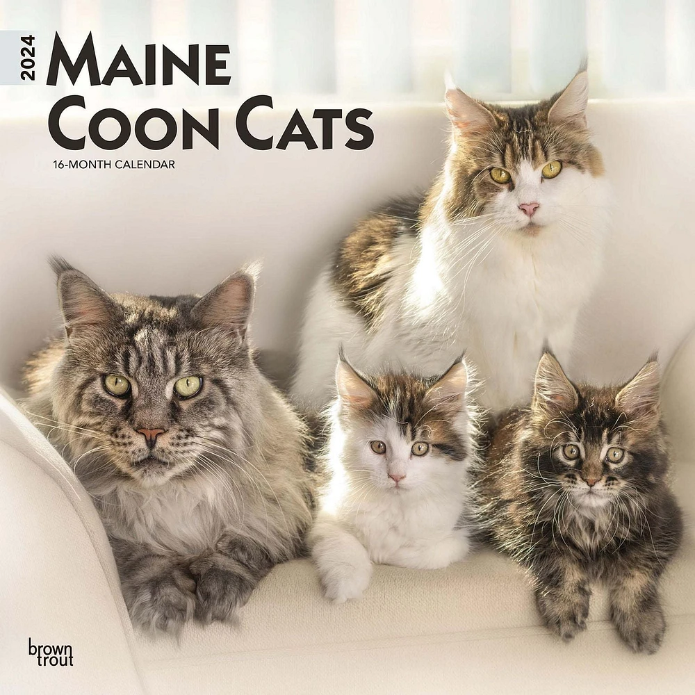 BrownTrout Maine Coon Cats 2024 12x24 Inch Square Wall Calendar, 9781975463786