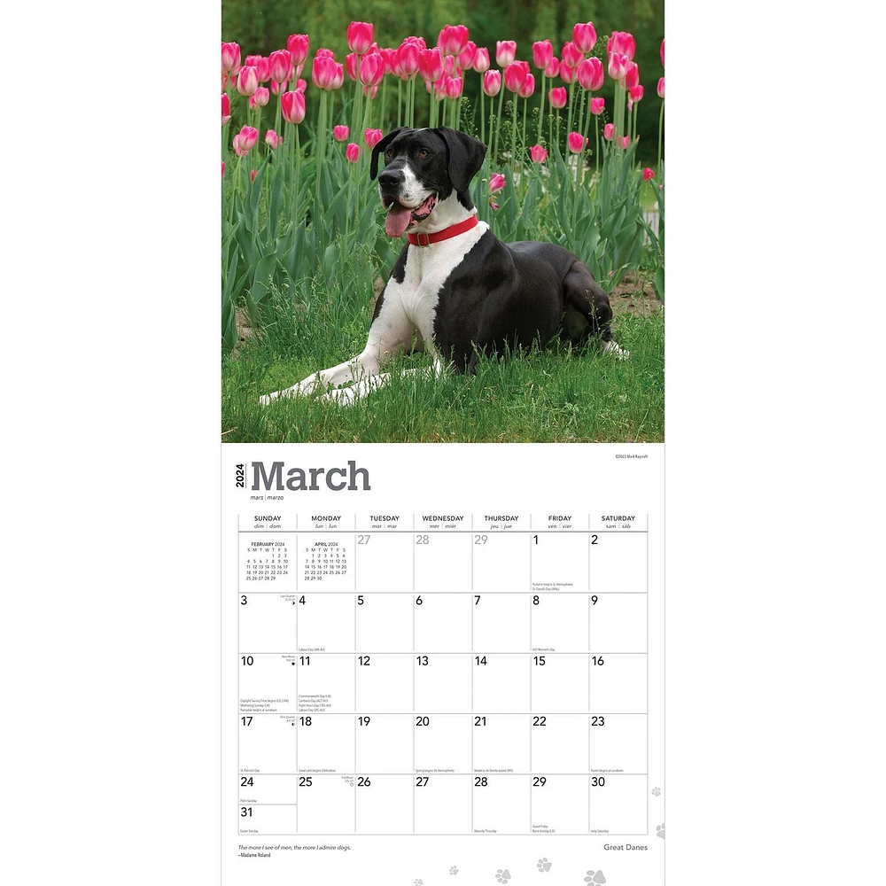 BrownTrout Great Danes 2024 12x24 Inch Square Wall Calendar, 9781975462970