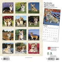 BrownTrout Pembroke Welsh Corgis 2024 12x24 Inch Square Wall Calendar, 9781975465667