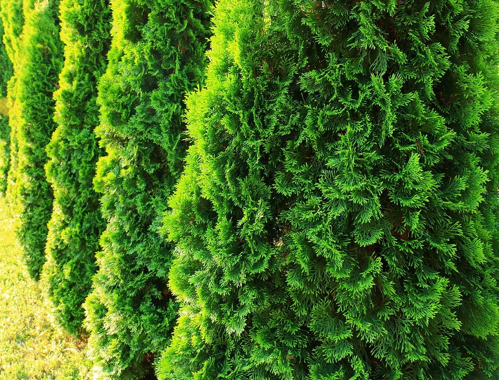 1 Gallon (3.8L) Evergreen Mix 6 Pack