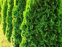 1 Gallon (3.8L) Evergreen Mix 6 Pack