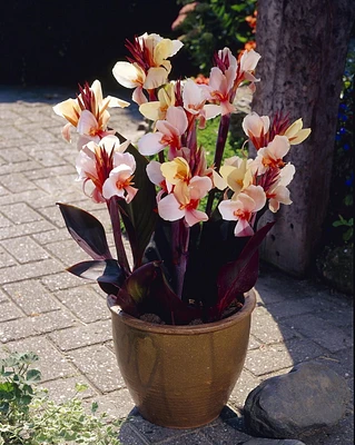 Canna Indica Hybrid Angel Martin, Canna Indica Hybrid Angel Martin 3 Bulbs