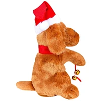 Begging Christmas Labradoodle
