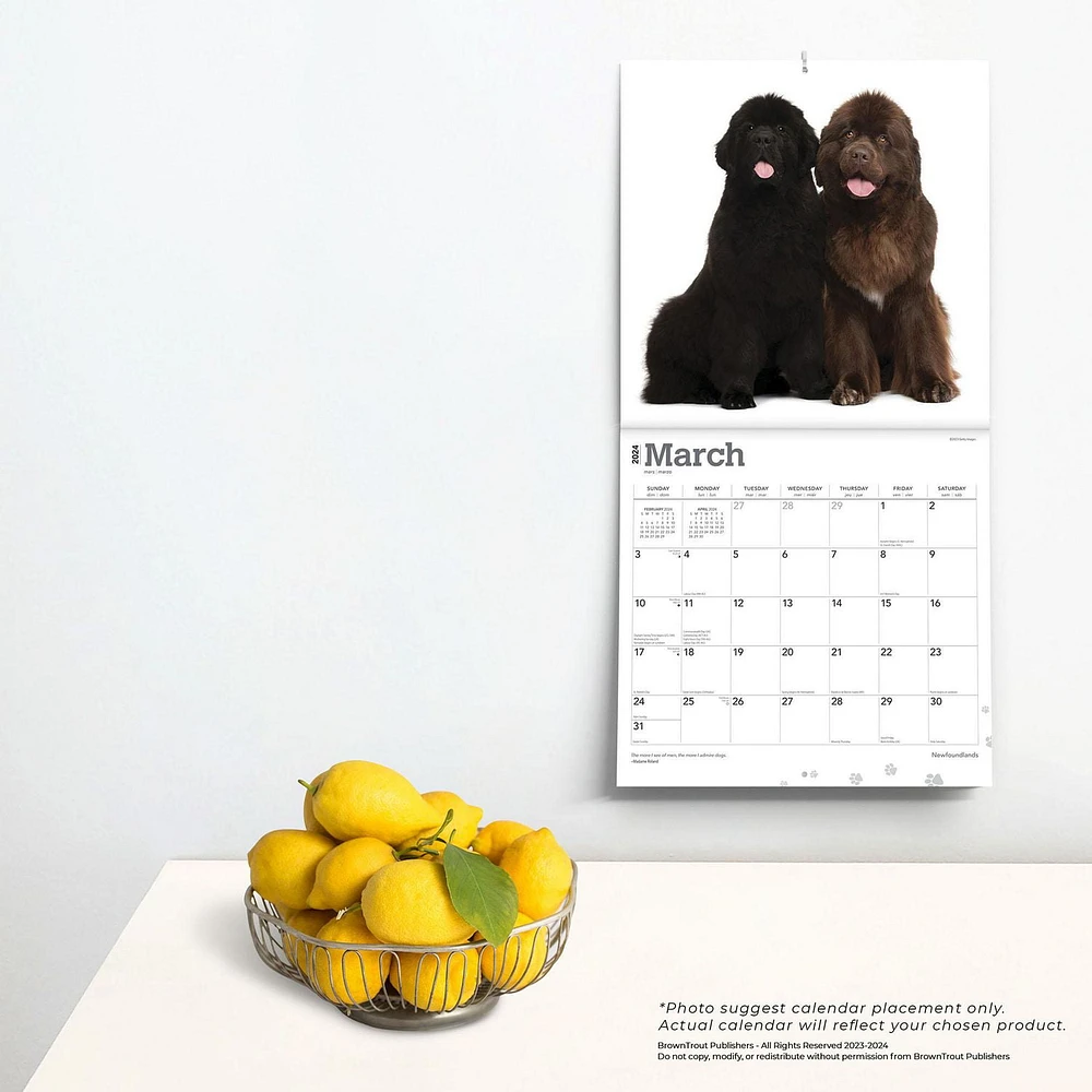 BrownTrout Newfoundlands 2024 12x24 Inch Square Wall Calendar, 9781975464295