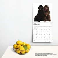 BrownTrout Newfoundlands 2024 12x24 Inch Square Wall Calendar, 9781975464295
