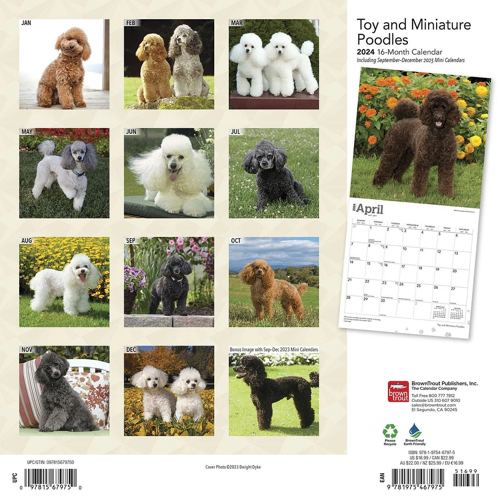 BrownTrout Toy and Miniature Poodles 2024 12x24 Inch Square Wall Calendar, 9781975467975