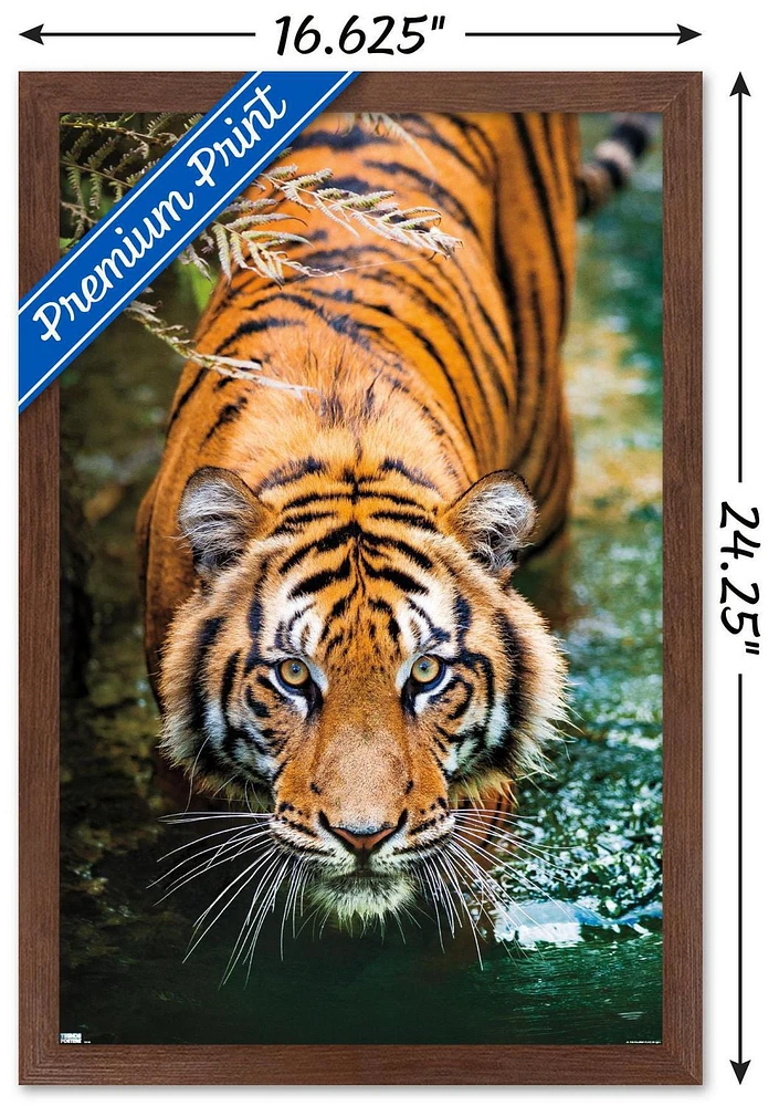 Tigre