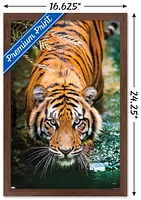 Tigre