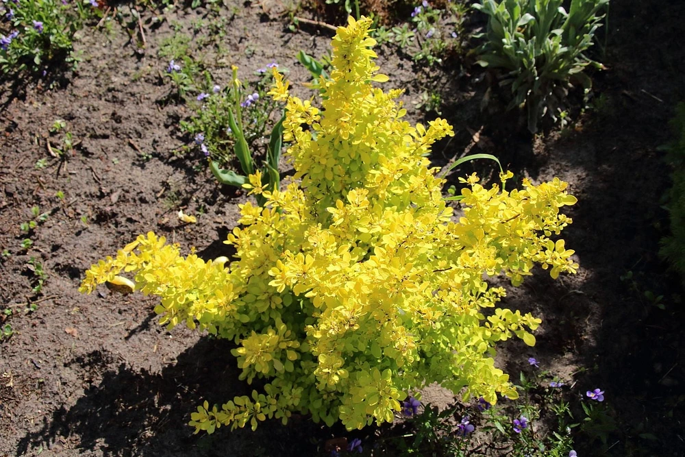 Épine-vinette Golden naine 2 Gal