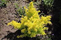 Épine-vinette Golden naine 2 Gal