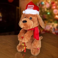 Begging Christmas Labradoodle