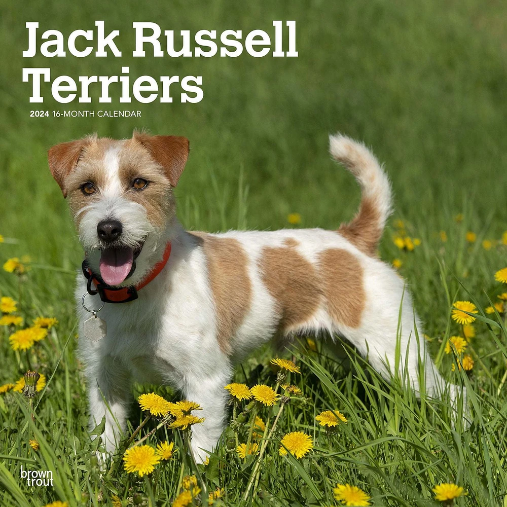 BrownTrout Jack Russell Terriers 2024 12x24 Inch Square Wall Calendar, 9781975463342