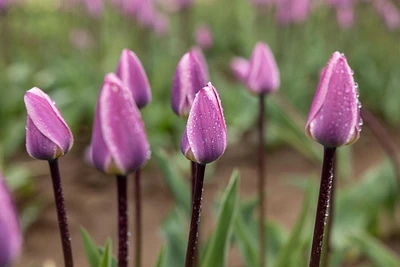TASC Bulbes de tulipes - Tulipe Darwin hybride légère et rêveuse (20 ampoules)