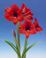 BULBES TASC AMARYLLIS FLORIS HECKER - 1 BULBE