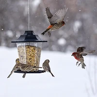 Perky-Pet 1.5 lb Carriage Bird Feeder, Holds up to 1.5 lb of seed