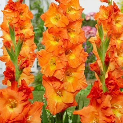 Tasc Flower Bulbes Glaïeuls Grand Botswana à fleurs