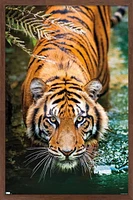Tiger - Water Wall Poster