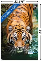 Tigre - Eau