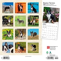 Boston Terriers | 2023 12x24 Inch Square Wall Calendar