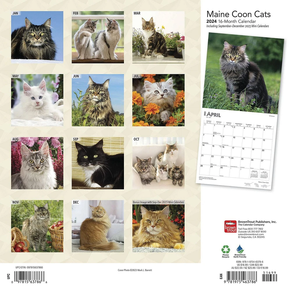 BrownTrout Maine Coon Cats 2024 12x24 Inch Square Wall Calendar, 9781975463786