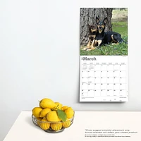 BrownTrout Australian Kelpies 2024 12x24 Inch Square Wall Calendar, 9781975457723