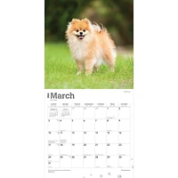 BrownTrout Pomeranians 2024 12x24 Inch Square Wall Calendar, 9781975464561