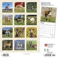 BrownTrout Greyhounds 2024 12x24 Inch Square Wall Calendar, 9781975463021