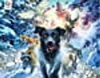 Ceaco: Mark Fredrickson - Black Lab casse tête (550 pc)