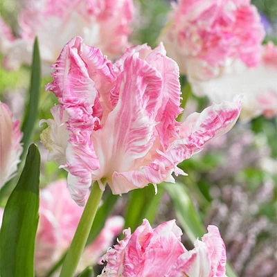 TASC Bulbes de tulipes-Tulipe Perroquet Cabana (20 bulbes)
