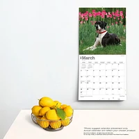 BrownTrout Great Danes 2024 12x24 Inch Square Wall Calendar, 9781975462970