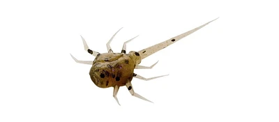 Crabe Noix de coco