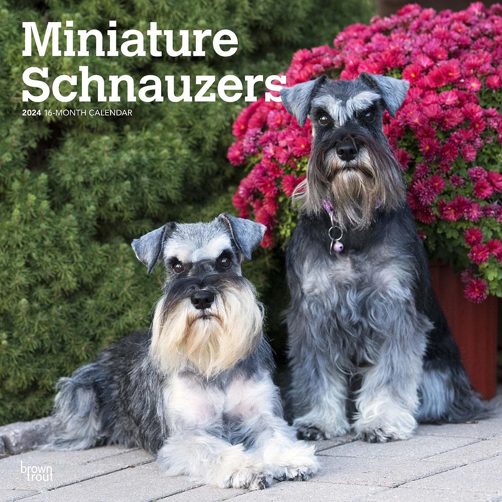 BrownTrout Miniature Schnauzers 2024 12x24 Inch Square Wall Calendar, 9781975464912