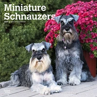 BrownTrout Miniature Schnauzers 2024 12x24 Inch Square Wall Calendar, 9781975464912