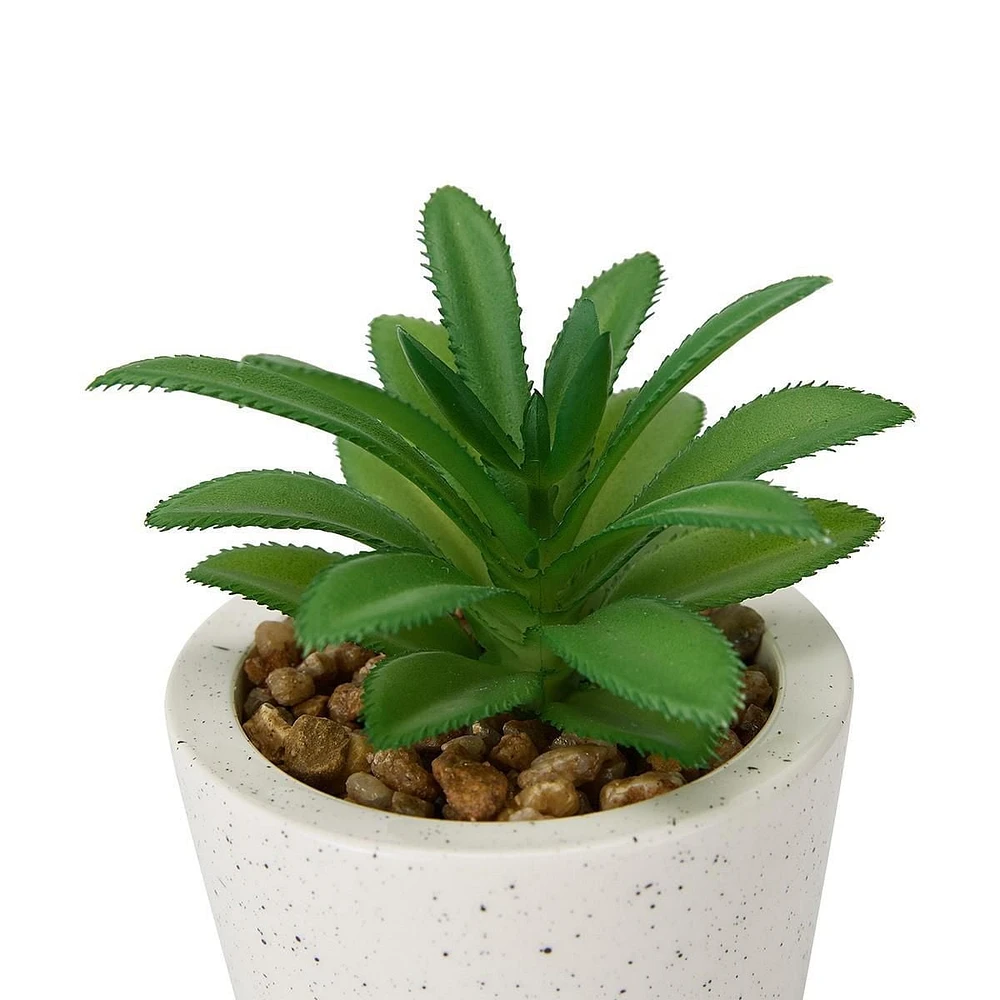 SUCCULENT IN POT