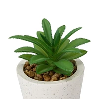 SUCCULENT IN POT